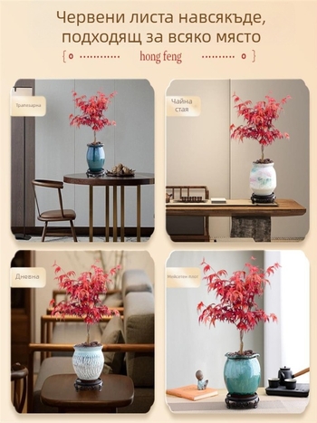 Кленов бонсай за закрити помещения, настолен, със зрял ствол, в керамична саксия от Jingdezhen, култивар Dancer