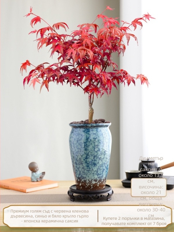 Кленов бонсай за закрити помещения, настолен, със зрял ствол, в керамична саксия от Jingdezhen, култивар Dancer