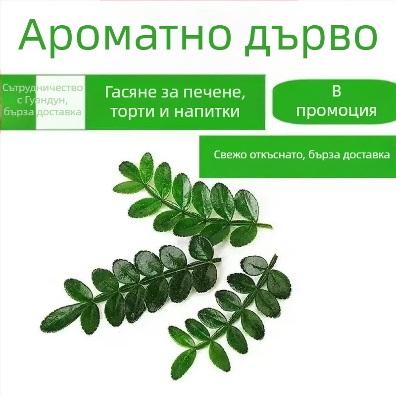 Ядливи листа за украса на торта — ароматно дърво растение, засадено в саксия, код на продукта 33699
