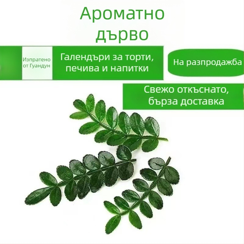 Ядливи листа за украса на торта — ароматно дърво растение, засадено в саксия, код на продукта 33699