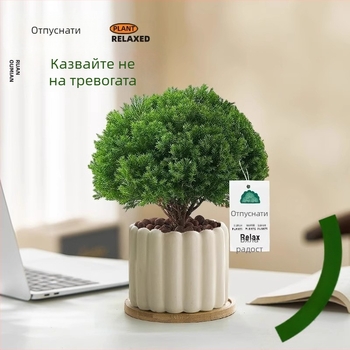 Вътрешен бор бонсай, декоративно растение за бюро, лесна поддръжка, за всички сезони — Silver World Gardening
