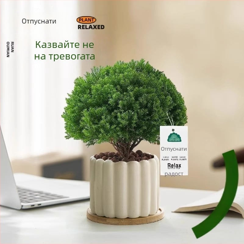 Вътрешен бор бонсай, декоративно растение за бюро, лесна поддръжка, за всички сезони — Silver World Gardening
