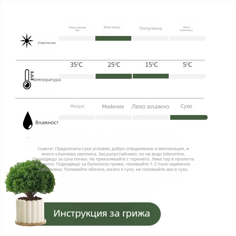 Вътрешен бор бонсай, декоративно растение за бюро, лесна поддръжка, за всички сезони — Silver World Gardening