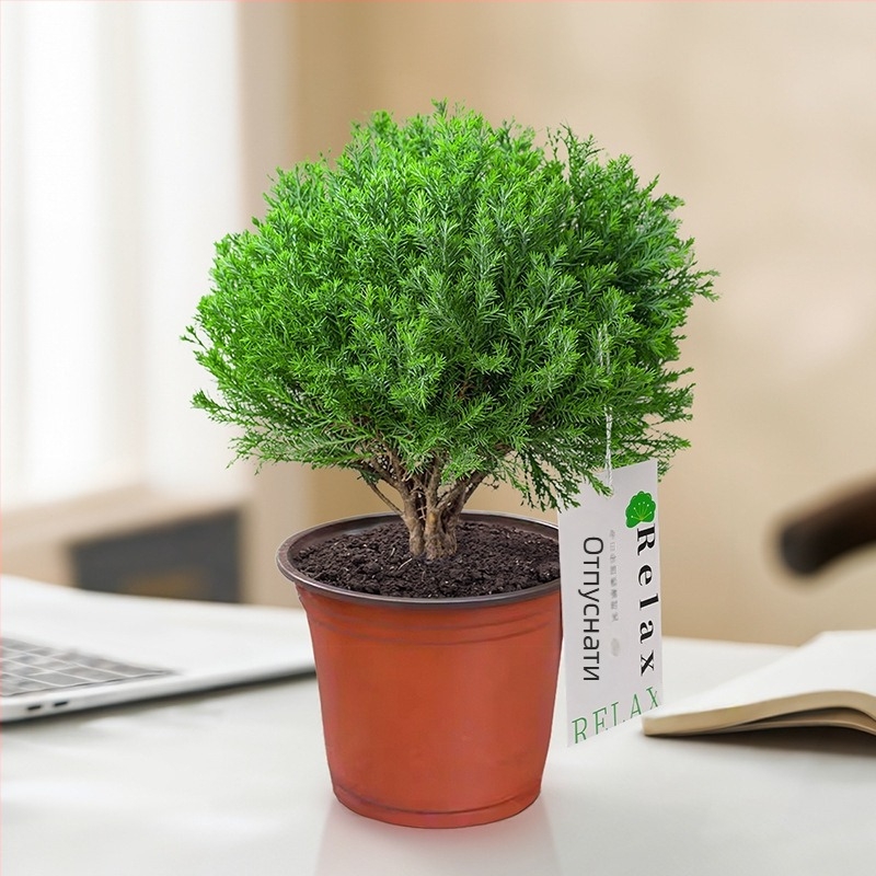 Вътрешен бор бонсай, декоративно растение за бюро, лесна поддръжка, за всички сезони — Silver World Gardening