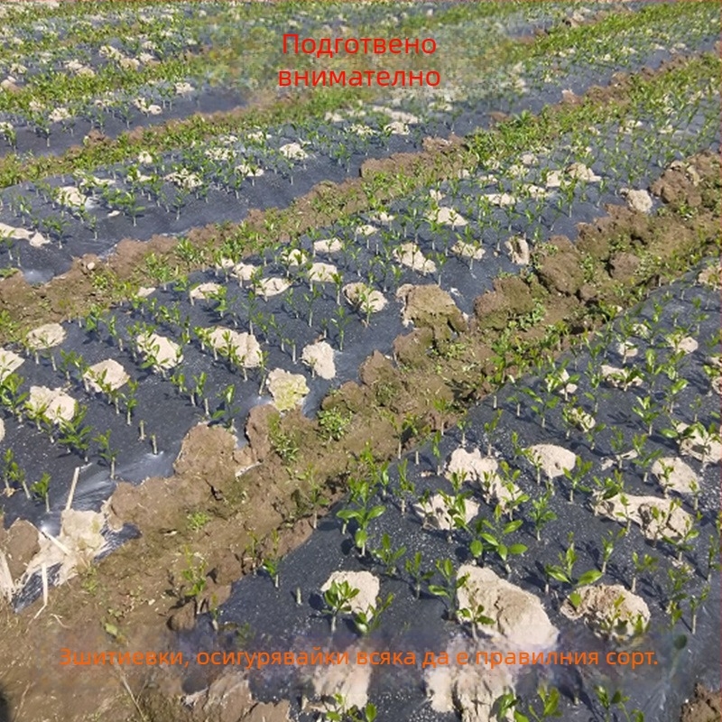 Щепнат разсад от кумкват за саксии, плодоноси след 10–12 месеца, марка Guoxiang