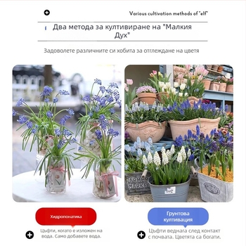 Guoxiang Холандски хиацинт луковици за почвено и хидропонно отглеждане, пролетно цъфтене, устойчиви към студ, подходящи за двор, пречистват въздуха