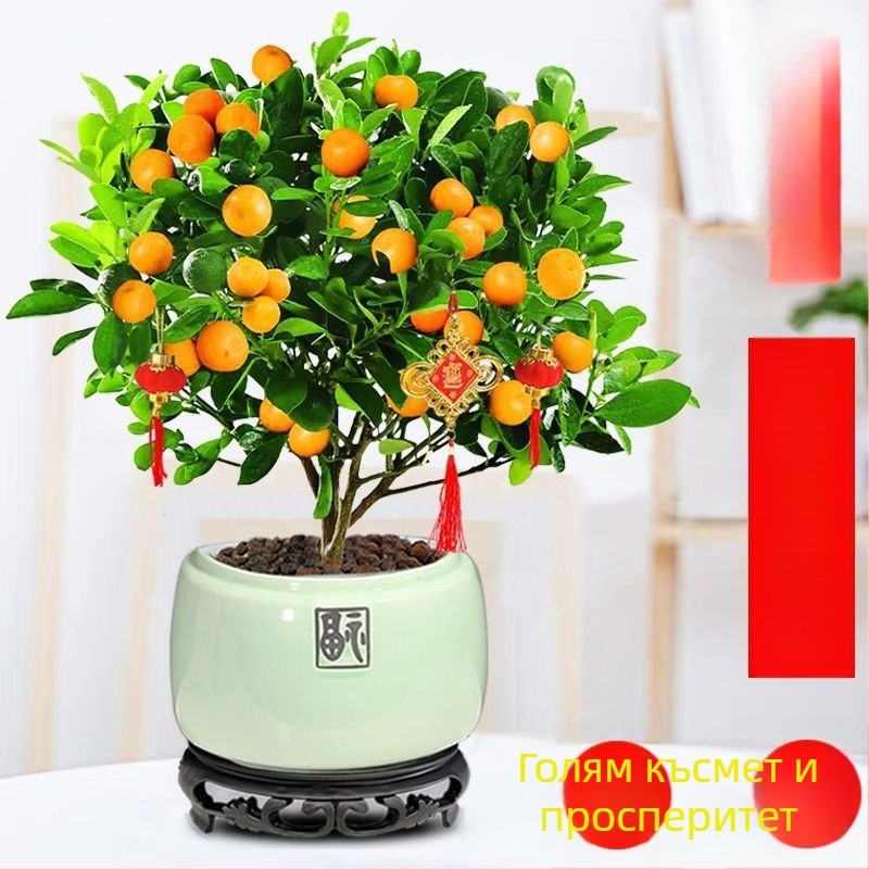 Кумкват бонсай фиданка — умерена температура, неутрално осветление, умерено поливане, стил Нов Китайски стил