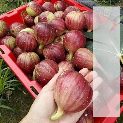 Разсад за смокиня Boji Red — четирисезонна разновидност, подходящ за саксии, дава плод през същата година, Guoxiang