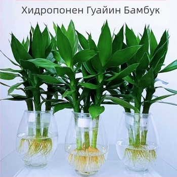 Guanyin бамбук (Lucky bamboo) – 4 бр. хидропонично растение с корени за вътрешно използване в дневната, Код на продукта H0114150525