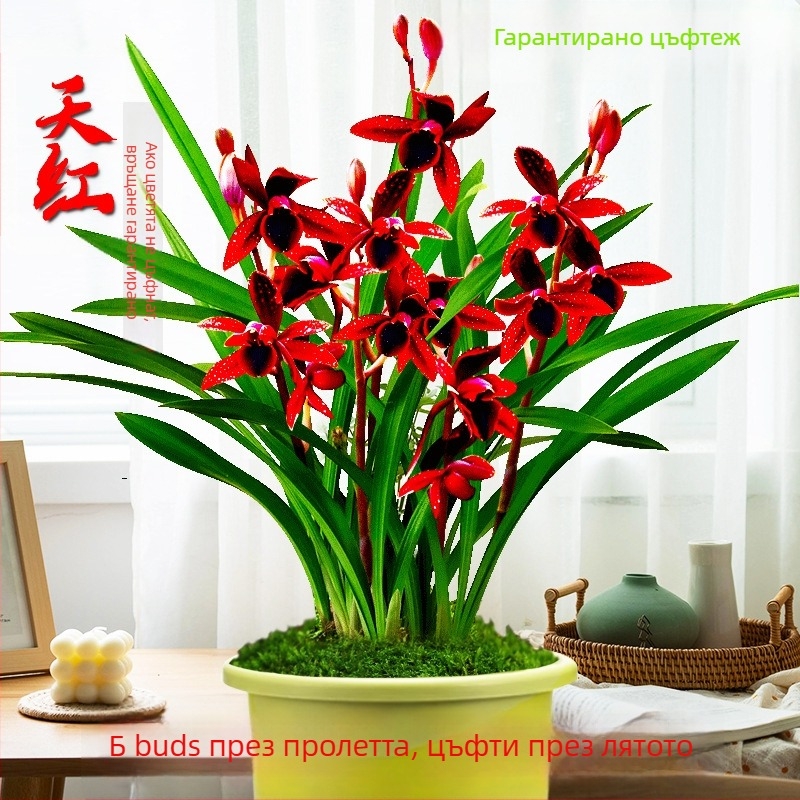 Разсад орхидея, лесна за отглеждане през всички сезони, ароматно стайно растение в саксия