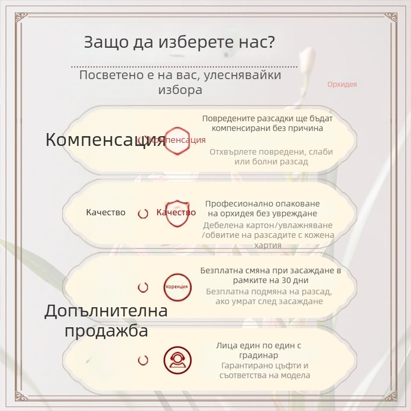 Разсад орхидея, лесна за отглеждане през всички сезони, ароматно стайно растение в саксия