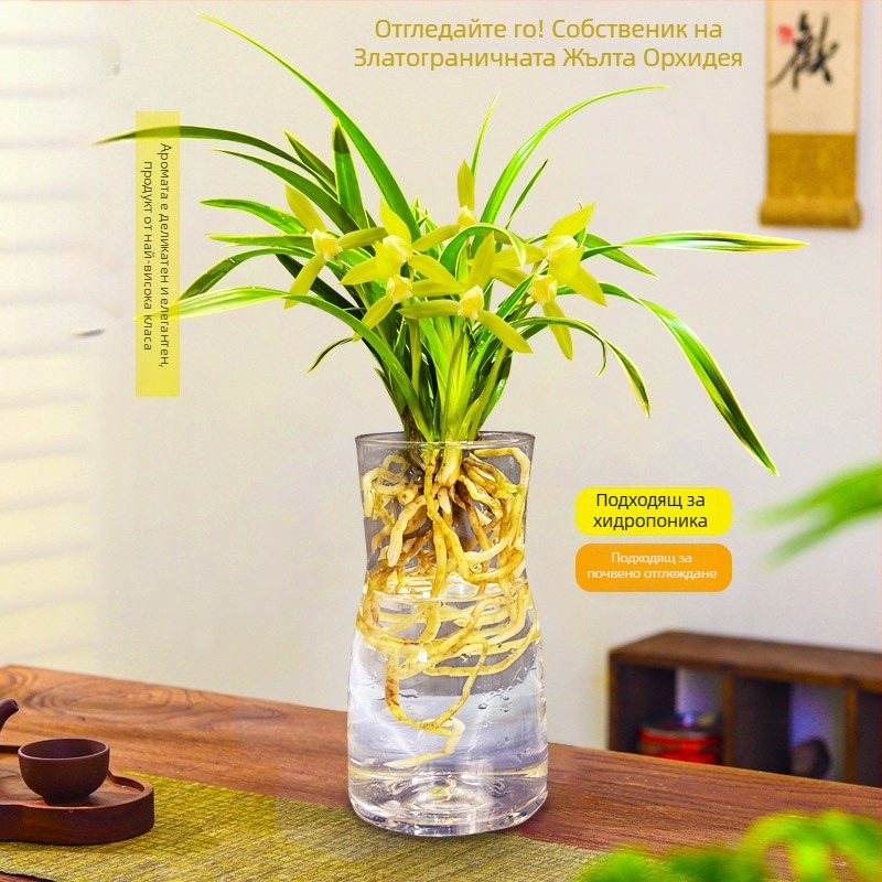 Разсад орхидея, лесна за отглеждане през всички сезони, ароматно стайно растение в саксия