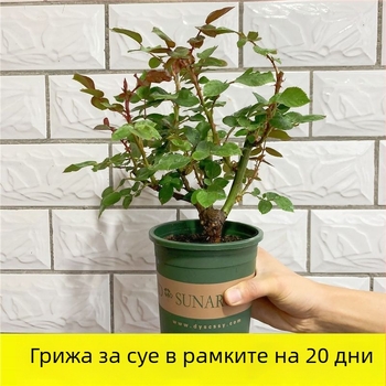 Разсад роза със стар ствол, за вътрешно и външно отглеждане, Код на продукта: 1, Марка: One House, One Flower, Осветление: Неутрално, Температура на отглеждане: Други