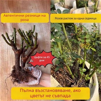Разсад роза със стар ствол, за вътрешно и външно отглеждане, Код на продукта: 1, Марка: One House, One Flower, Осветление: Неутрално, Температура на отглеждане: Други