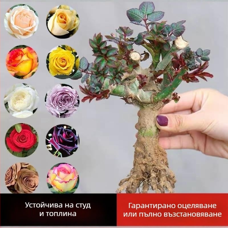 Разсад роза със стар ствол, за вътрешно и външно отглеждане, Код на продукта: 1, Марка: One House, One Flower, Осветление: Неутрално, Температура на отглеждане: Други