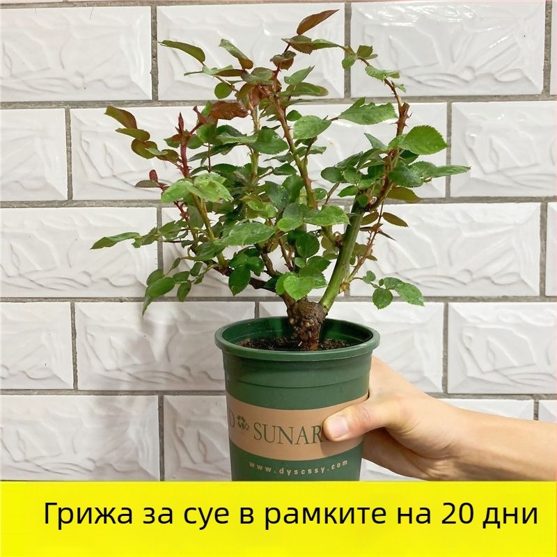 Разсад роза със стар ствол, за вътрешно и външно отглеждане, Код на продукта: 1, Марка: One House, One Flower, Осветление: Неутрално, Температура на отглеждане: Други