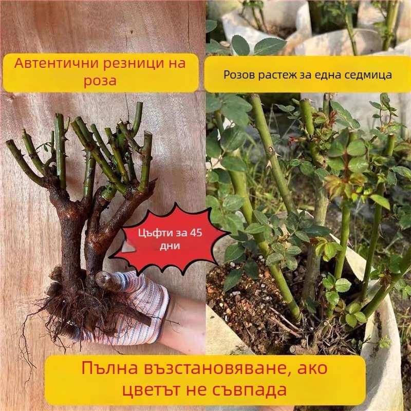 Разсад роза със стар ствол, за вътрешно и външно отглеждане, Код на продукта: 1, Марка: One House, One Flower, Осветление: Неутрално, Температура на отглеждане: Други