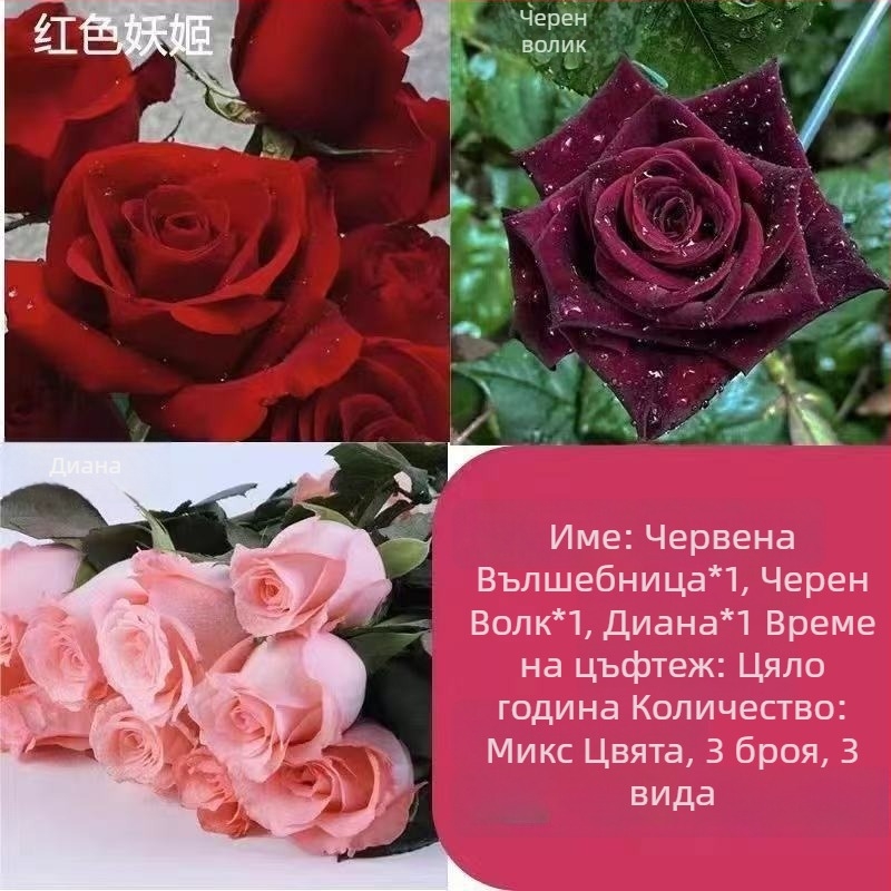 Разсад роза със стар ствол, за вътрешно и външно отглеждане, Код на продукта: 1, Марка: One House, One Flower, Осветление: Неутрално, Температура на отглеждане: Други