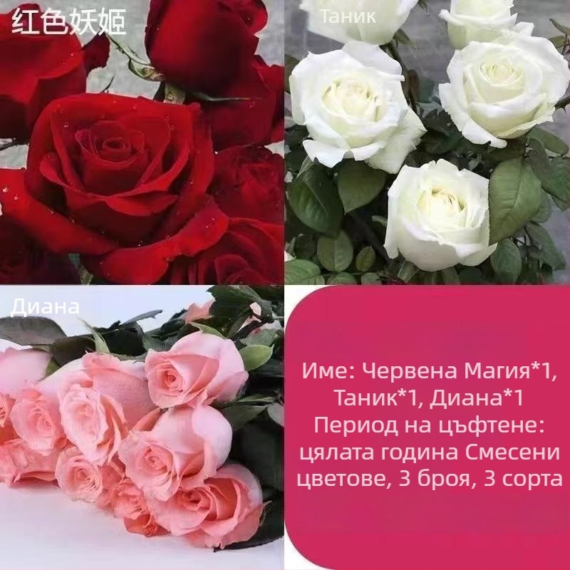 Разсад роза със стар ствол, за вътрешно и външно отглеждане, Код на продукта: 1, Марка: One House, One Flower, Осветление: Неутрално, Температура на отглеждане: Други