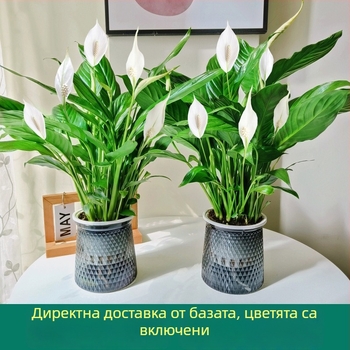 Хидропонна саксия с мирна лилия и антуриум за офис, лесна за поддръжка зелена растителност с пъпки, цъфти целогодишно