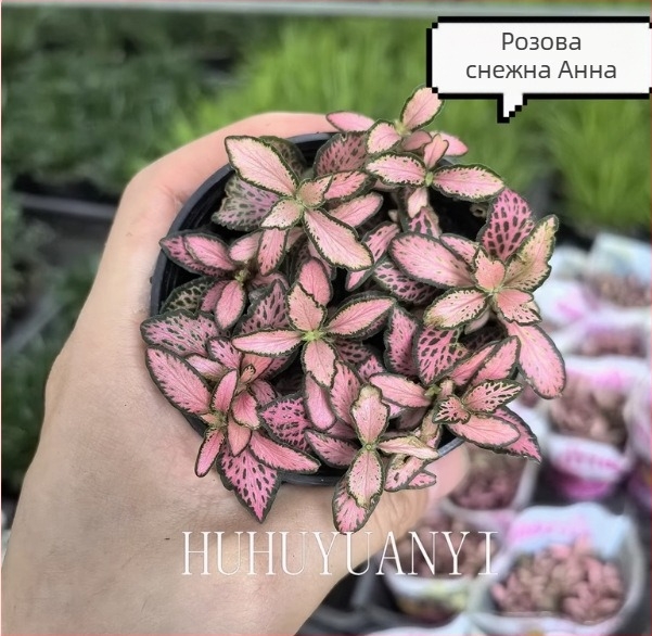 Мъхово микроландшафтно растение с мрежеста трева за вътрешни DIY дисплеи, саксийно използване, марка Flower Language