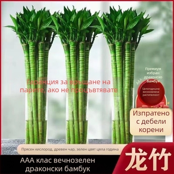 Вътрешен хидропонен бамбук с корени – Wenchang, Dragon и Fortune за хол, лесен за отглеждане