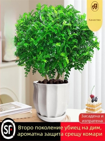 Pepperwood вътрешно саксийно бонсай растение – репелент срещу комари, фиданка, бонсай със стар ствол