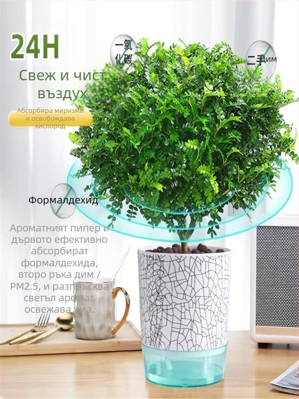 Pepperwood вътрешно саксийно бонсай растение – репелент срещу комари, фиданка, бонсай със стар ствол