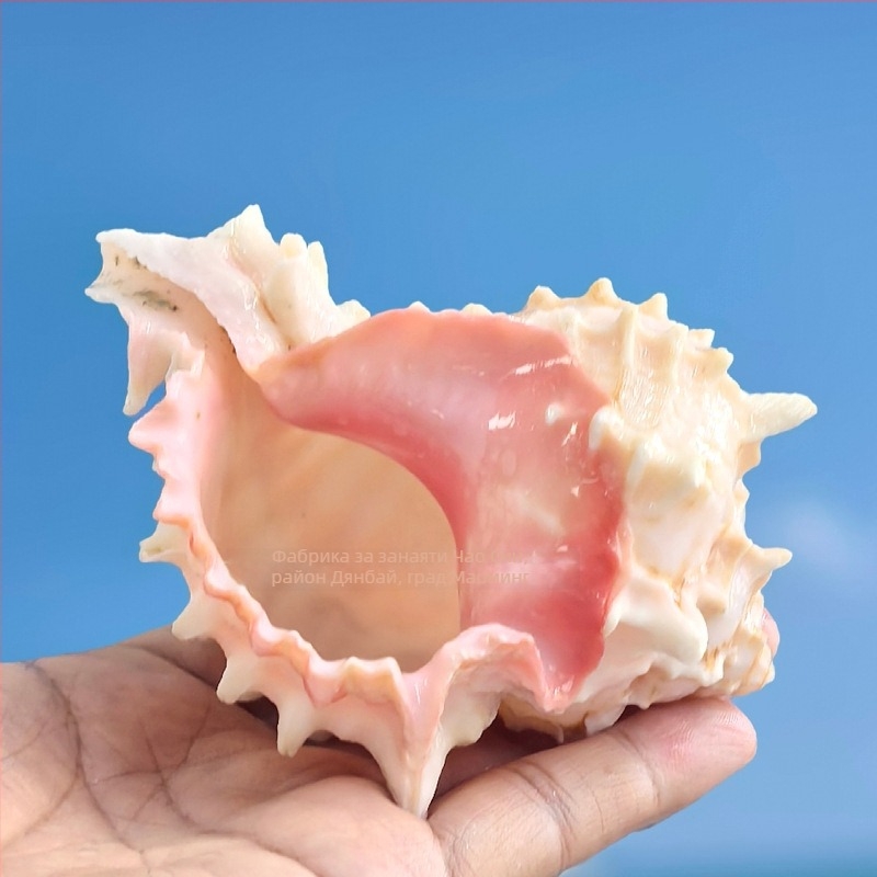 Комплект естествени черупки за хермитни раци и декорация на аквариум – черупки за замяна, естествени раковини за аквариумен пейзаж