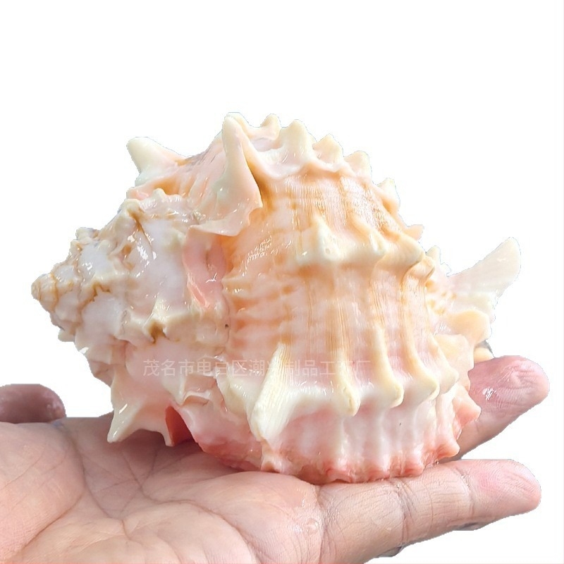 Комплект естествени черупки за хермитни раци и декорация на аквариум – черупки за замяна, естествени раковини за аквариумен пейзаж