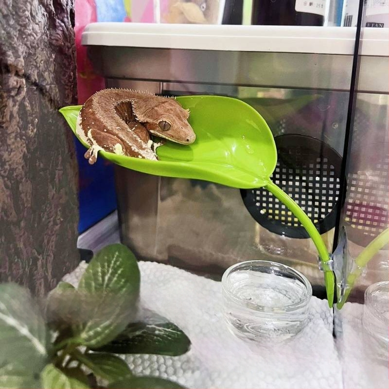 Катерене по дървета, Симулация на смучене на листа от домашен любимец, Избягване на растения, Катерене, Пейзаж в тропическа гора, Цилиарен рог, Шоугун, Дядо, Дървесна жаба, Гнездо на водоем