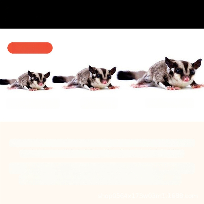 Въже за теглене на торбичка с мед, против бягство, против ухапване, хамстер, Златна мечка, катерица, домашни любимци, реквизити на едро