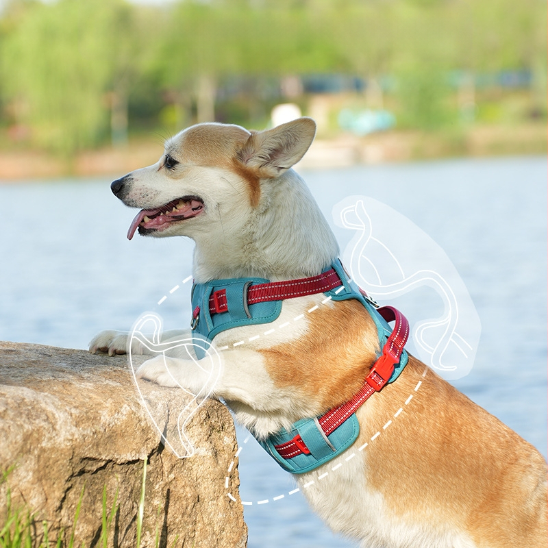 Koera veojõuköie vest koerale, jalutuskäigu köis lemmikloomale, rinnal seljal, suur, keskmine ja väike koer, kuldne retriiver, corgi karu, spetsiaalne väljasõiduks
