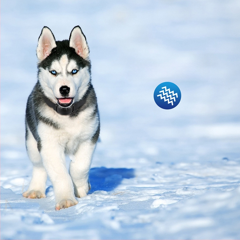 Vibreeriv haukumisvastane lemmiklooma kaelarihm, haukumisvastane kaelarihm, automaatne haukumisvastane seade, sobib väikestele ja keskmise suurusega koertele, haukumisvastane seade