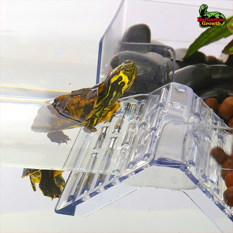 Brazīlijas bruņurupuča akrila bruņurupuču žāvēšanas galds kāpšanas bruņurupuču pods ainava bruņurupuču kaste bruņurupucis caurspīdīgs augsts ūdens līmenis peldoša sala bruņurupuča galds žāvēšanas mugura