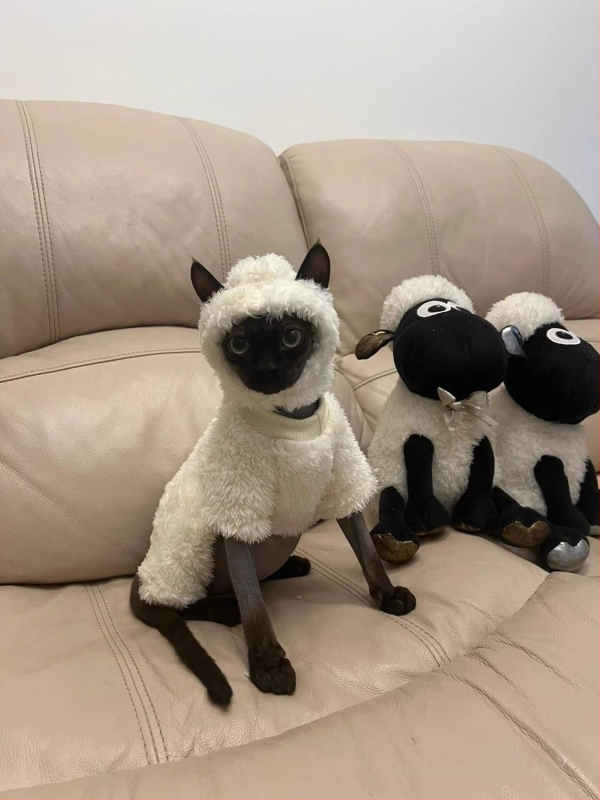 Kačių drabužiai rudeniui ir žiemai, ėriuko, Seano, mieli keturkojai, sfinkso, Devono, vilnos pamušalu, šilti, neperšalimo drabužiai.