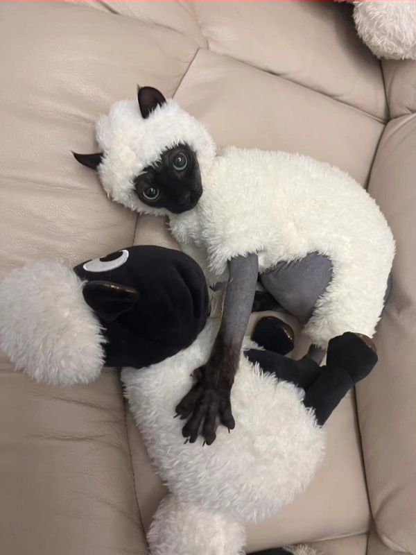 Kačių drabužiai rudeniui ir žiemai, ėriuko, Seano, mieli keturkojai, sfinkso, Devono, vilnos pamušalu, šilti, neperšalimo drabužiai.