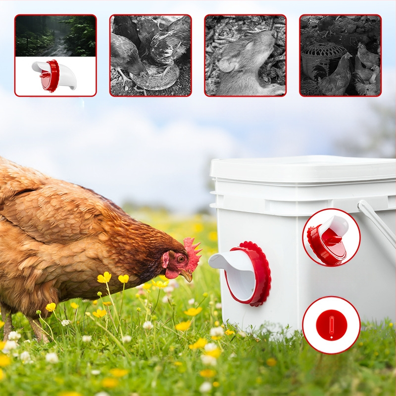 Linnukasvatuse söötja vihmakindel automaatne söötja kana-pardisöötja ämber gravitatsiooniküna jootur Amazoni hulgimüük