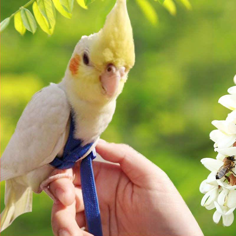 Prekogranično leteće uže za amazonsku papigu, misteriozni remen za vjetar, božur, izvan elastične leteće uže za pticu, igračka za ptice
