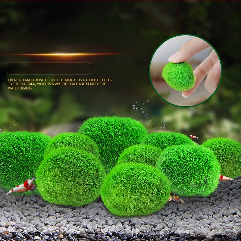 Kunstlik kalatank merevetikapall veetaimed mikromaastik ökoloogiline pudel rohevetikapall kalatank maastik siseruumides töölaua kaunistused kaunistused