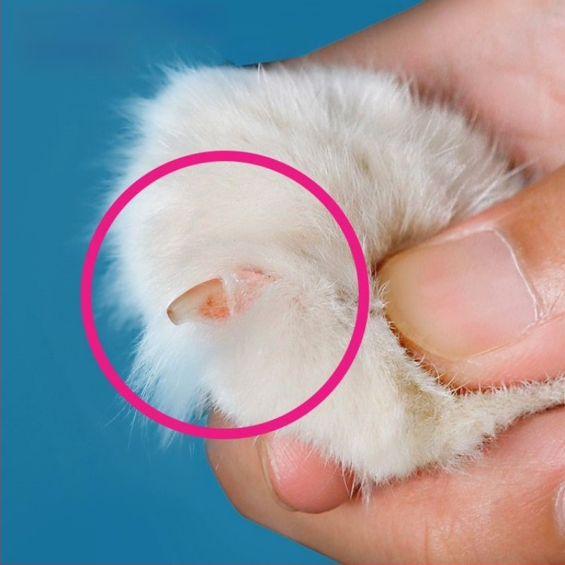 Нокторезачка за котки на едро, малка, слепа, специална нокторезачка за котки за домашни любимци, нокторезачка за начинаещи с кръгла дупка