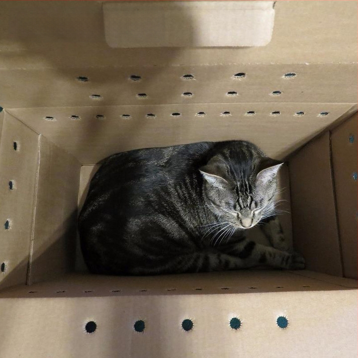 Lemmikloomade transpordikarp, eriti kõva kraftpaber, lainepapist loomade elusloomade transpordikarp, karppakend, hulgimüügiks valmis laos