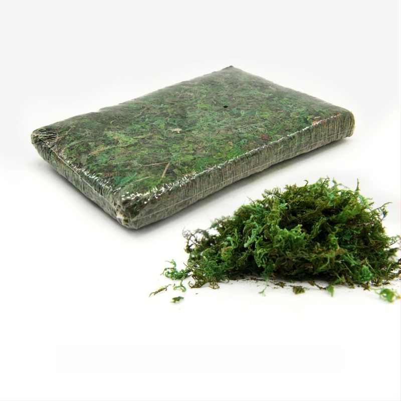 Surematu sammal, kastis olev samblataim, seina haljastus, samblapoe akna sisekujundused, mikromaastik, igavene lill, sammal