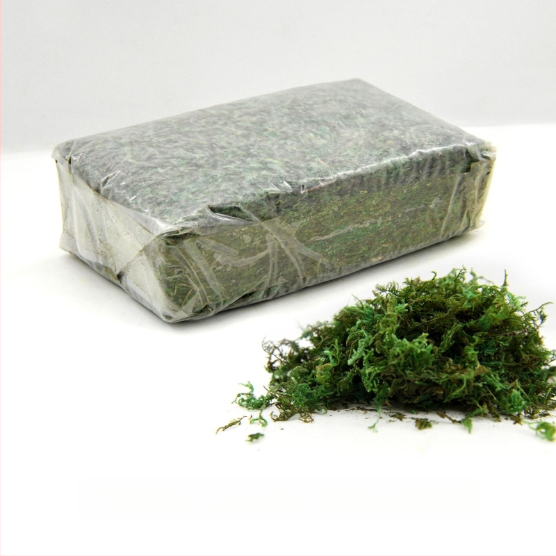 Surematu sammal, kastis olev samblataim, seina haljastus, samblapoe akna sisekujundused, mikromaastik, igavene lill, sammal