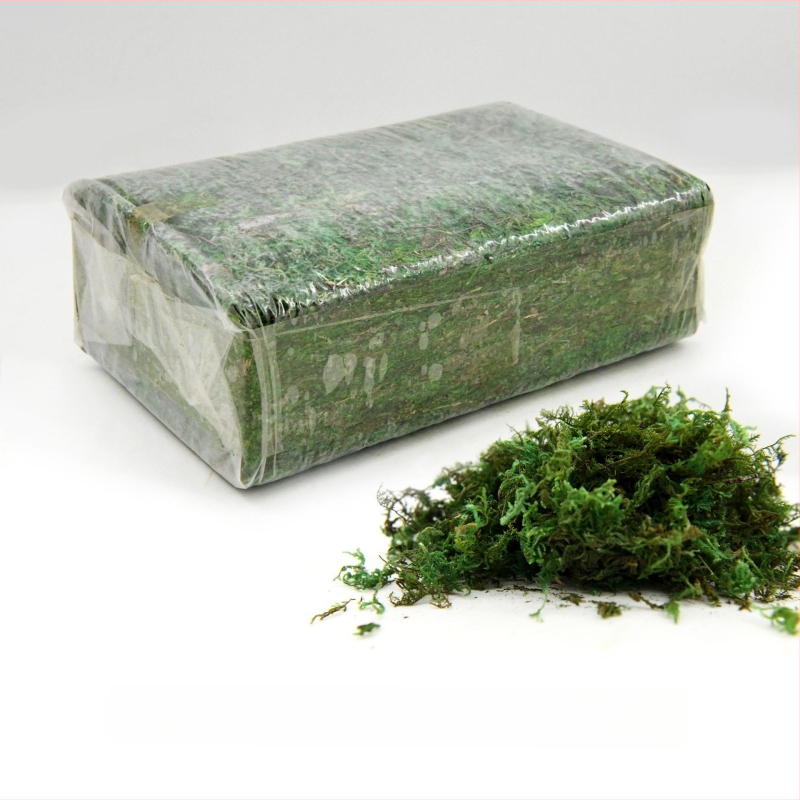 Surematu sammal, kastis olev samblataim, seina haljastus, samblapoe akna sisekujundused, mikromaastik, igavene lill, sammal