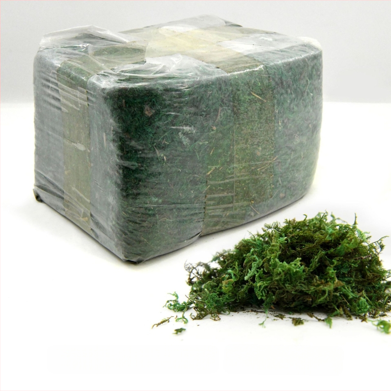 Surematu sammal, kastis olev samblataim, seina haljastus, samblapoe akna sisekujundused, mikromaastik, igavene lill, sammal