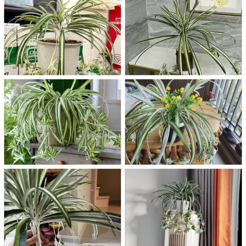 Didmeninė prekyba dirbtinėmis 5 šakų aukso apvadu apipintomis medžiaginėmis vorinėmis orchidėjomis, augalų sienų aksesuarais, dirbtinėmis gėlėmis, dekoratyviniais papuošalais, dirbtinėmis gėlėmis