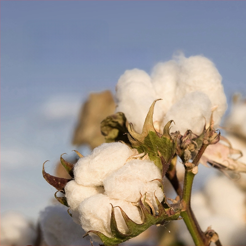 100 % Xinjiang medvilninis lovos užtiesalas, vientisas, grynos medvilnės lovos užtiesalas, vienspalvis čiužinio užtiesalas, dulkėms atsparus medvilninis lovos užtiesalo trijų dalių komplektas