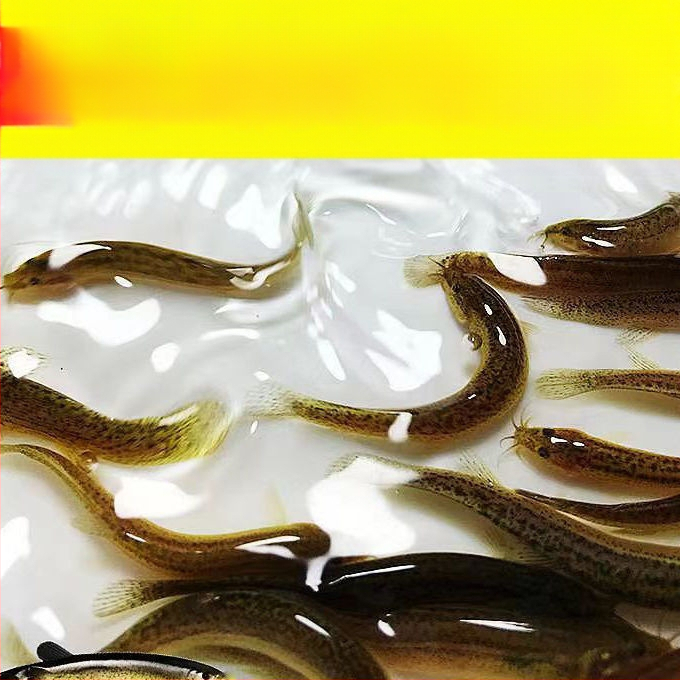 Naujas bioninis mažų ešerių masalas su druskos ir žuvies skoniu, skirtas mandarinų žuvims ir ešeriams žvejoti. Minkšti kirminai. Netikras masalas žvejybai. Žvejybos reikmenys.