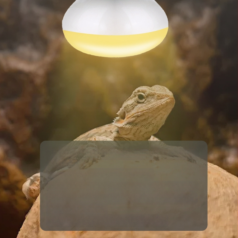 Roniv lemmikloom UVA soojenduslamp roomaja päevalamp sisalik lakklõvi kilpkonn päikesevalgus tagalamp papagoi rutiin kana soe isolatsioonilamp
